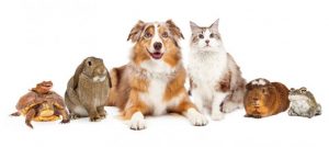 FHA Updates - Assistance Animals